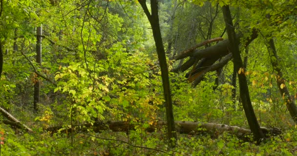 Old Dence Forest Shadow Fallen Tree Trunks and Logs in Green Fresh Forest in Summer or Fall Autumn Outdoors Smooth Weather — Stock Video