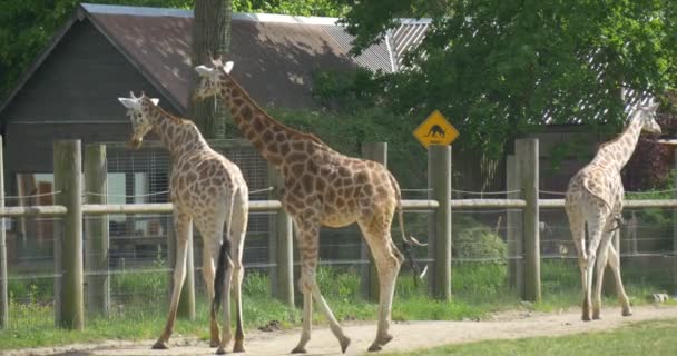 Três girafas na estrada no Paddock — Vídeo de Stock