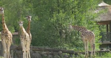 Bir zürafa ağaç yaprakları yiyor, üç zürafalar çekip