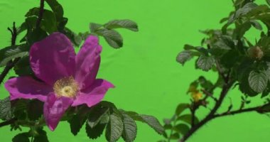 Arılar üzerine Menekşe çiçek, Gül Bush