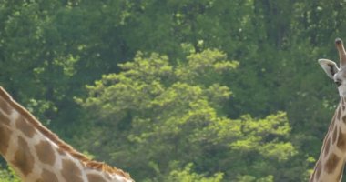 İki Zürafa Kameraya Doğru Yürüyor ve Bakıyor