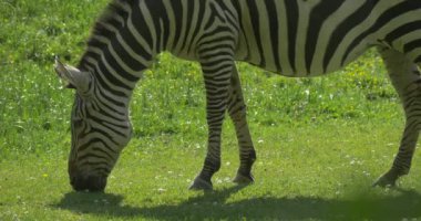 Zebra otlatma gidiyor kamera, Dişleme çimen, Closeup tarafından