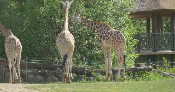 Vier Giraffen fressen Baumblätter — Stockvideo