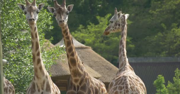 Четыре жирафа идут, жуют, пялятся — стоковое видео
