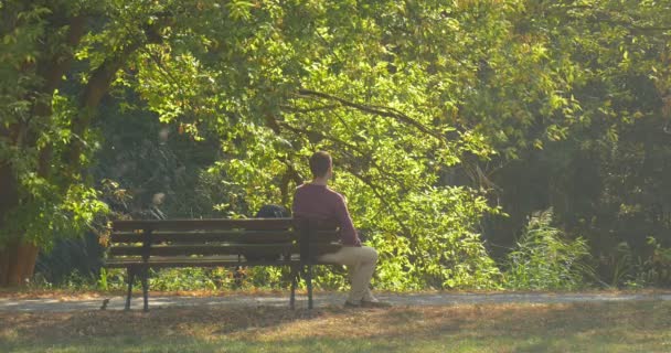 L'homme est assis sur le banc L'homme a penché ses bras pour genoux Le sac à dos est sur le banc dans Park Alley sur le sentier L'homme a un repos branches d'arbre vert — Video