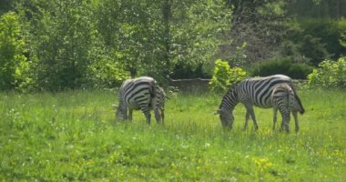 Meadow, yürüyüş, otlatma, çim Nibbling aracılığıyla dört zebralar