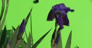 Tek Violet Irise düğmeleri ve düz yaprak Fluttering, gerçek zamanlı vardır