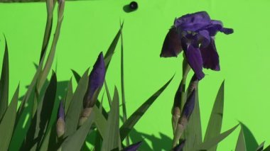 Tek Violet Irise düğmeleri ve düz yaprak Fluttering, ağır çekim vardır