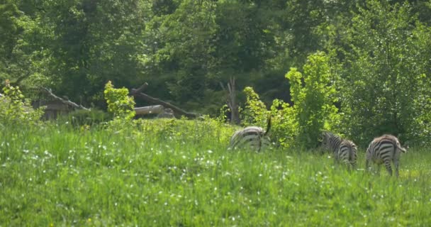 Зебр задам в траві, зебри пасуться — стокове відео