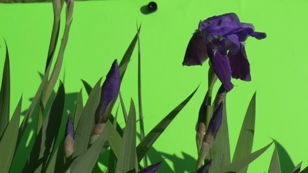 Één Violet Irise met knoppen en platte laat zijn Fluttering, Slow-Motion — Stockvideo