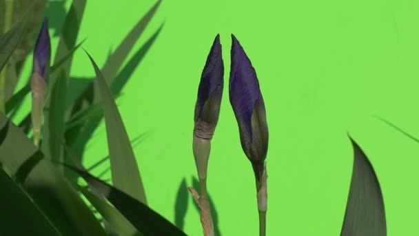 Violet Iris knappar genom bladen, vajande — Stockvideo
