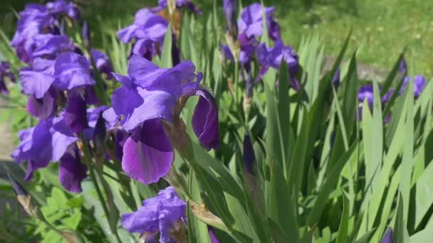 Violet Irises, Flowerbed on The Meadow, Single Blossom is Swaying,Slow Motion — Stock Video