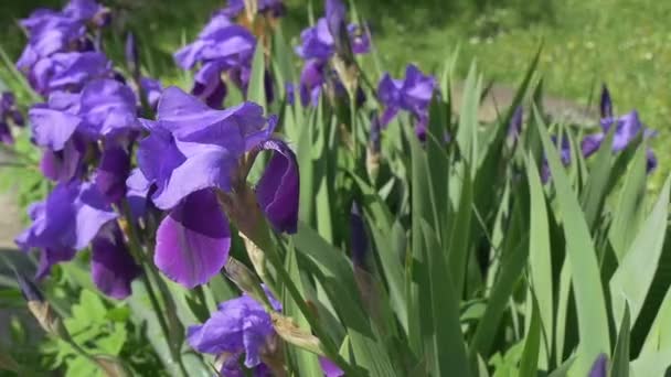 Iris violetas, macizo de flores en el prado, flores que revolotean, cámara lenta — Vídeos de Stock