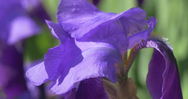 Violet Irise Closeup, Stalk, Blurred Flowers on Background — стоковое видео