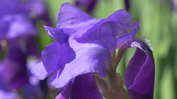 Pétalos de Irise violeta primer plano, flores borrosas en el fondo, cámara lenta — Vídeos de Stock