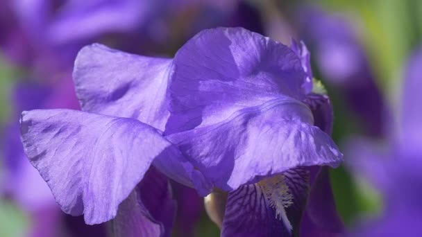 Violet Irise Closeup, Flores borradas no fundo, Movimento lento — Vídeo de Stock