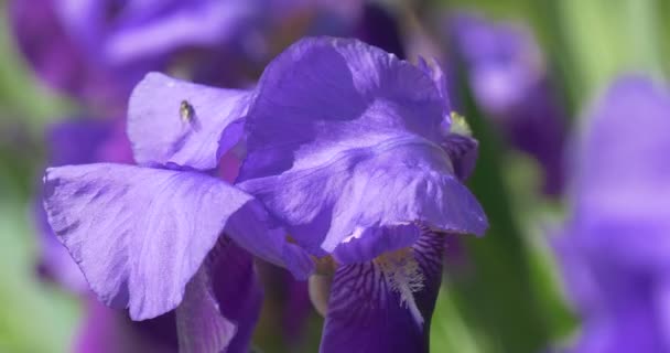 Violet Irise Gros plans, Fleurs floues sur le fond 