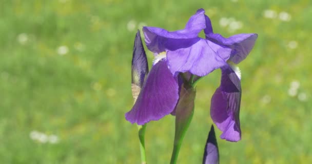 Één Violet Irise met knoppen, wapperen, real-time — Stockvideo