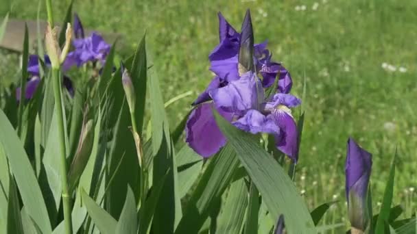 Iris violetas en el prado, balanceo, cámara lenta — Vídeos de Stock