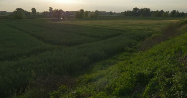 Green Field, Hills, Trees on a Horizon — Stock Video