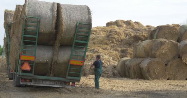 Trailer With Rolled Hay Bales Stands, Worker is unleashing its Ropes — стоковое видео