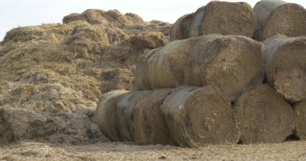 Heap van hooi en hooibalen op het veld, Mid shot, tracking right — Stockvideo