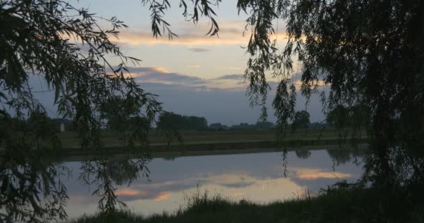 Deux saules, lac, étang, ciel et point chaud de coucher de soleil, paysage, herbe verte — Video