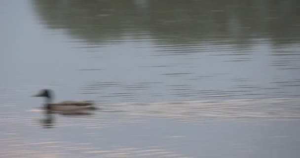 Patos en Ondulación, Agua Flotante del Lago, Estanque — Vídeo de stock