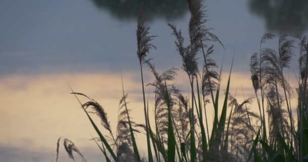 Reed op de zonsondergang Hotspot op het Water — Stockvideo