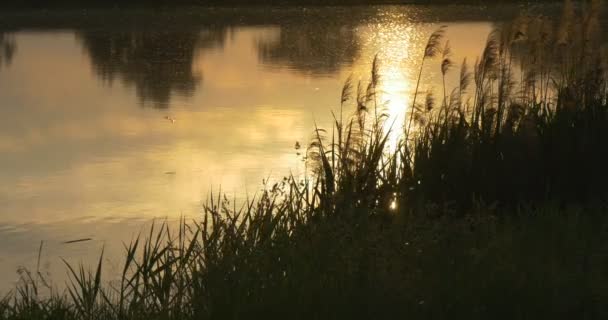 Gele zonsondergang weerspiegeling in het Water zweven, uitzoomen — Stockvideo