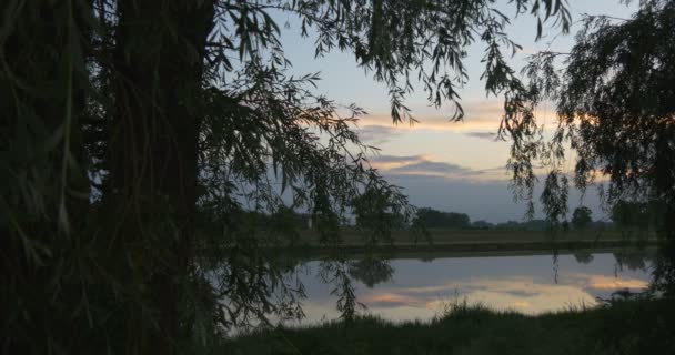 Willows close-up, Lake, vijver, Sky en zonsondergang Hotspot, landschap, Green Grass — Stockvideo