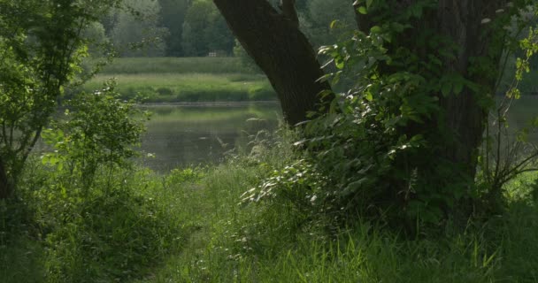 Árboles, Arbustos, Estanque, Lago, Río, Árboles Verdes en la orilla opuesta, Árboles — Vídeos de Stock