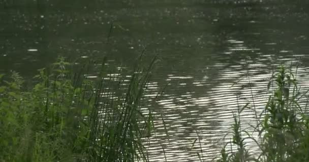 Estanque, Lago, Río está fluyendo, Ondulación, Hierba Verde Alta, Árboles — Vídeos de Stock