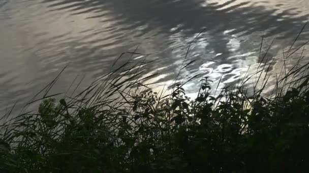 Porlande damm, floden, grönt gräs vackla på vinden, grå Skys reflektion — Stockvideo