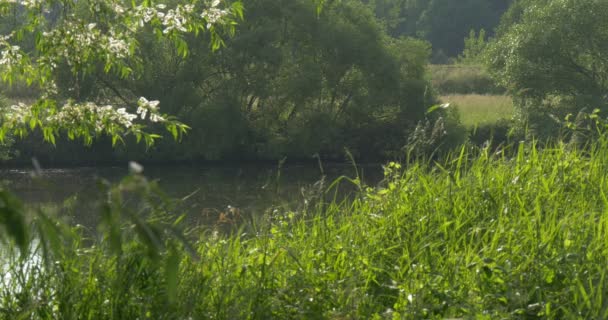 池、湖、川、木、対岸には緑の木々 — ストック動画