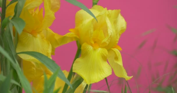 Wavering Flores, Peonías y Milfoils, Brignt fondo verde, Chromakey Chroma Key Alfa — Vídeo de stock