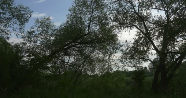 Arbres près de l'étang, Lac, Rivière, Arbres verts sur la rive opposée, Jour d'été, Soir, Ciel nuageux bleu 