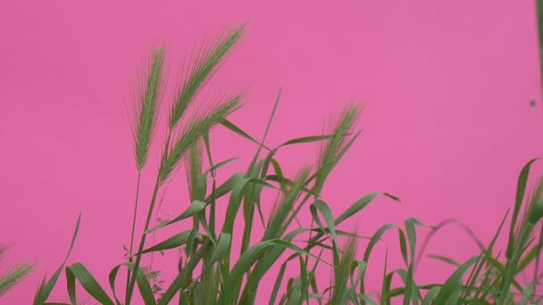 Hojas verdes de trigo y tallos Chroma Key Wavering Flowers, Peonías y Milfoils, Brignt Green Background, Chromakey Chroma Key Alfa — Vídeo de stock