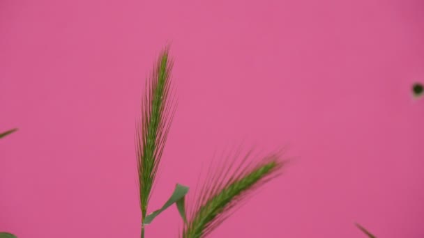 Two Wheat Green Leaves And Stalks Chroma Key Wavering Flowers, Peonies And Milfoils, Brignt Green Background,Chromakey Chroma Key Alfa — Stock Video