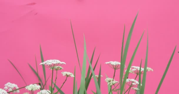 Foglie e gambi verdi che ondeggiano fiori, milfoil, sfondo verde brillante, cromo chiave Alfa — Video Stock