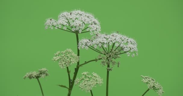 摇摆的花朵， 密尔福， 布里甘特绿色背景， 色度色键阿尔法 — 图库视频影像