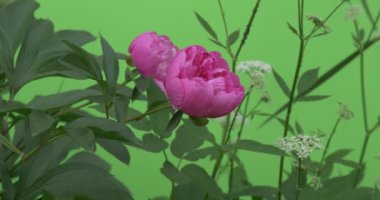 Titrek çiçekler, Peonies ve Milfoils, Brignt yeşil arka plan, Chromakey Chroma anahtar Alfa