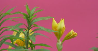 Titrek çiçekler, Peonies ve Milfoils, Brignt yeşil arka plan, Chromakey Chroma anahtar Alfa