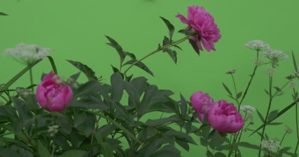Колеблющиеся цветы, пионы и милфойлы, зеленый фон Бригнта, хромакей хрома Key Alfa — стоковое видео