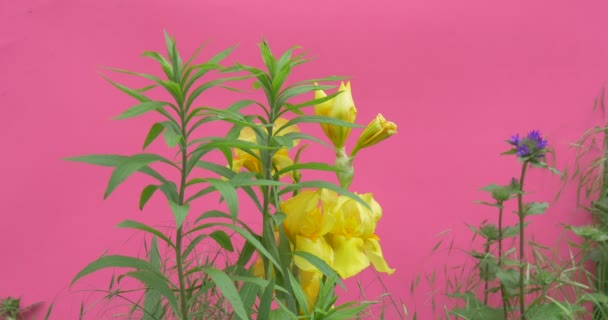 Yellow Wavering Flowers Chroma Key, Peonies And Milfoils, Brignt Green Background,Chromakey Chroma Key Alfa — Αρχείο Βίντεο