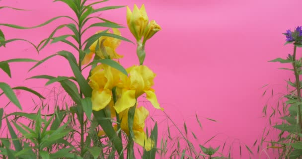 Gelb schwankende Blumen Chroma Key Alfa, Pfingstrosen und Hirseblüten, hellgrüner Hintergrund, Chromakey Chroma Key Alfa — Stockvideo