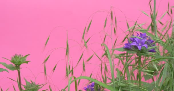 Fleurs ondulantes Chroma Key Alfa, Pivoines et Milfoils, Fond vert clair, Chromakey 