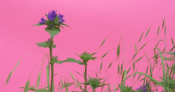 Fleures ondulantes, Pivoines et Milfoils, Fond vert clair, Chromakey Chroma Key Alfa 