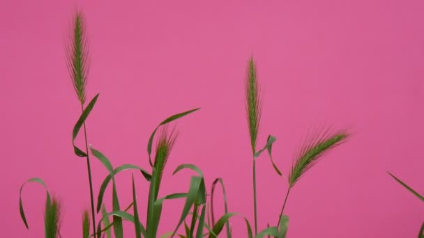 Wheat Green Leaves And Stalks Chroma Key Wavering Flowers, Peonies And Milfoils, Brignt Green Background,Chromakey Chroma Key Alfa — Stock Video