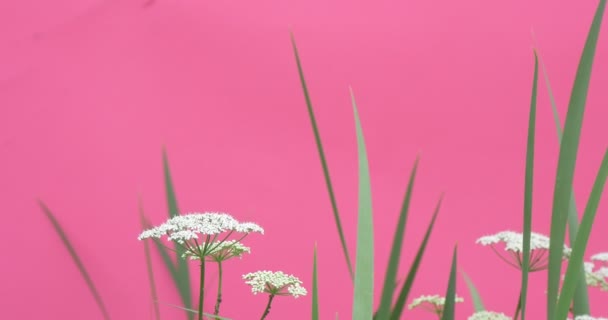 Green Leaves And Stalks Chroma Key Wavering Flowers, Peonies And Milfoils, Brignt Green Background,Chromakey Chroma Key Alfa — Stock Video